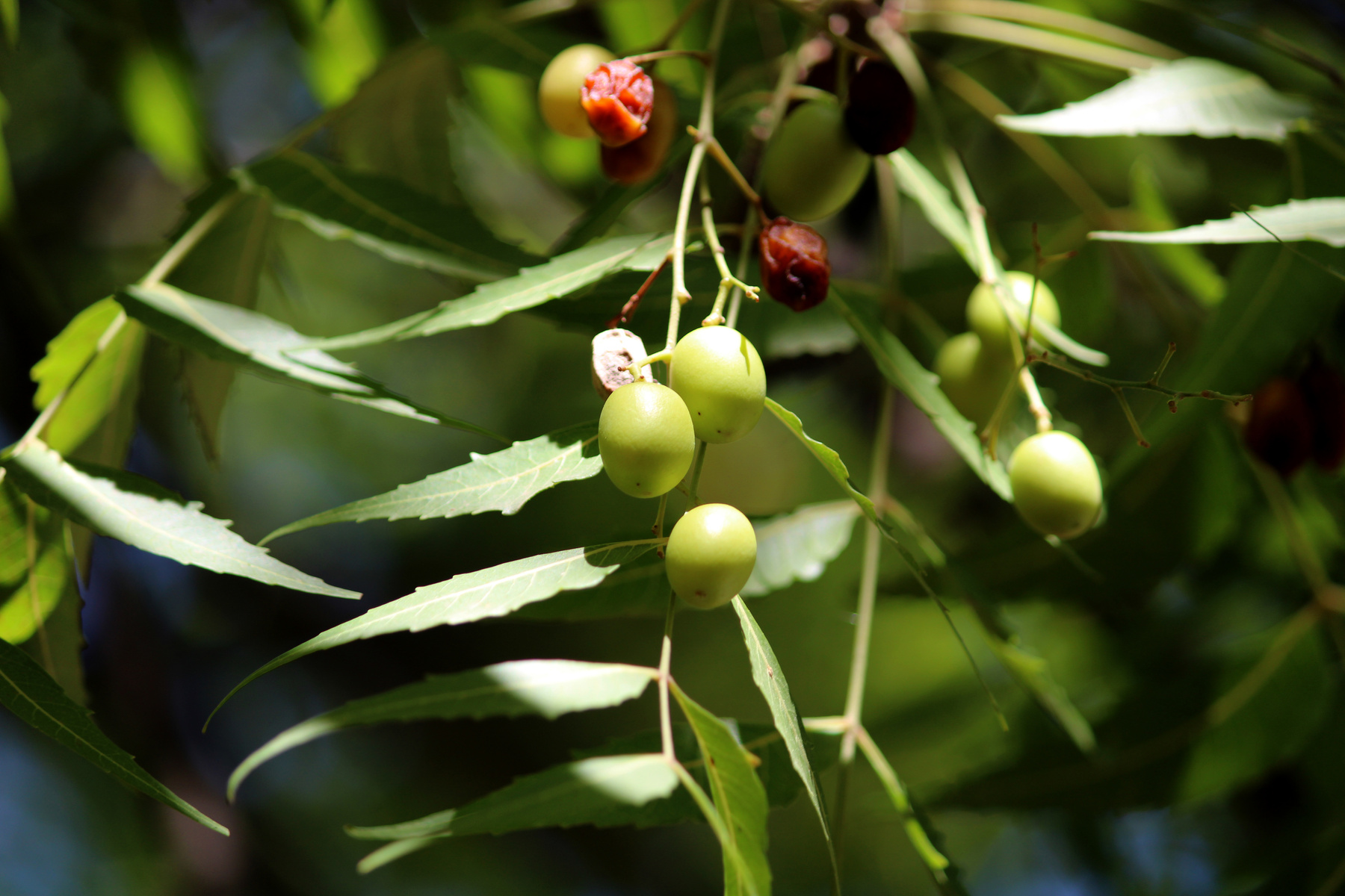 Neem Fruits Hanging on the Tree.